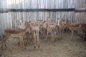 15 X ROOIBOK/IMPALA M:4 V/F:11 (PER STUK OM LOT TE NEEM)MARICO BOSVELD