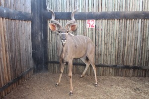 1 X KOEDOE/KUDU M:1 44" BIDCO