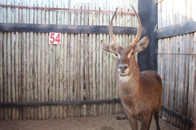 1 X WATERBOK/WATERBUCK M:1 MARICO BOSVELD