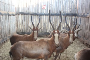 5 X BLESBOK/BLESBUCK M:1 V/F:4 (PER STUK OM LOT TE NEEM)MARICO BOSVELD