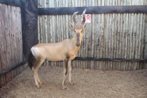 1 X ROOIHARTBEES/RED HARTEBEEST M:1 MARICO BOSVELD