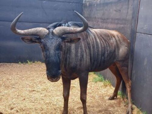 LOT K 1 - 1 X 32" BLOUWILDEBEES/BLUE WILDEBEEST M:1 RIETFONTEIN W/D - OP KATALOGUS