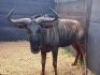 LOT K 1 - 1 X 32" BLOUWILDEBEES/BLUE WILDEBEEST M:1 RIETFONTEIN W/D - OP KATALOGUS