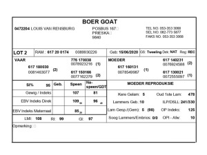 1 X BOERBOK RAM LOUIS VAN RENSBERG