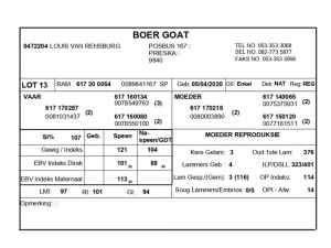 1 X BOERBOK RAM LOUIS VAN RENSBERG