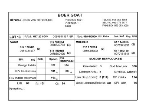 1 X BOERBOK RAM LOUIS VAN RENSBERG