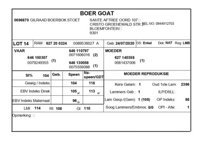 1 X BOERBOK RAM GILRAAD BOERBOK STOET