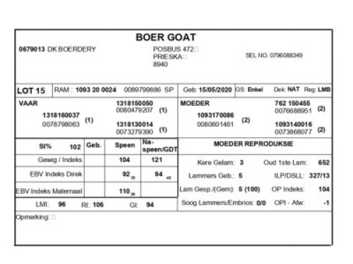 1 X BOERBOK RAM DK BOERDERY