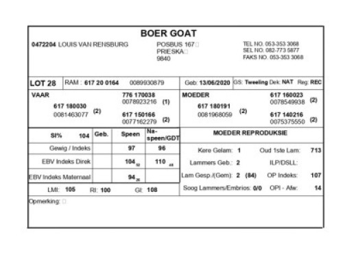 1 X BOERBOK RAM LOUIS VAN RENSBERG