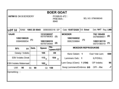 1 X BOERBOK RAM DK BOERDERY