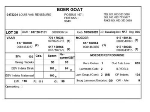 1 X BOERBOK RAM LOUIS VAN RENSBERG