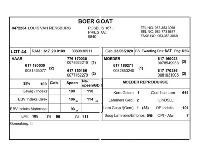 1 X BOERBOK RAM LOUIS VAN RENSBERG