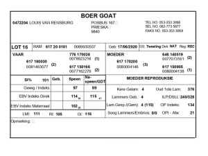 1 X BOERBOK RAM LOUIS VAN RENSBERG