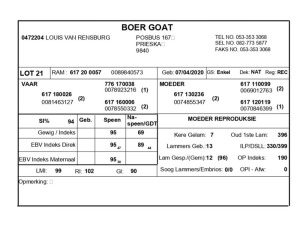 1 X BOERBOK RAM LOUIS VAN RENSBERG