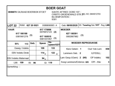 1 X BOERBOK RAM GILRAAD BOERBOK STOET