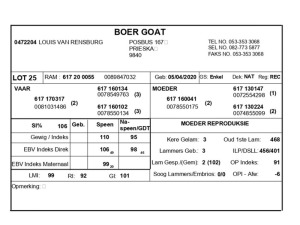 1 X BOERBOK RAM LOUIS VAN RENSBERG