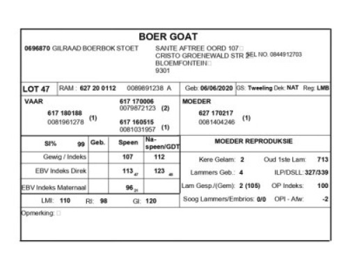 1 X BOERBOK RAM GILRAAD BOERBOK STOET