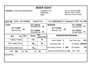 1 X BOERBOK RAM LOUIS VAN RENSBERG