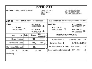 1 X BOERBOK RAM LOUIS VAN RENSBERG