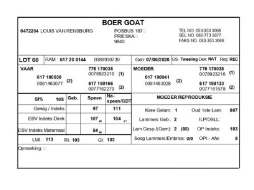 1 X BOERBOK RAM LOUIS VAN RENSBERG