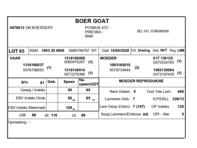 1 X BOERBOK RAM DK BOERDERY