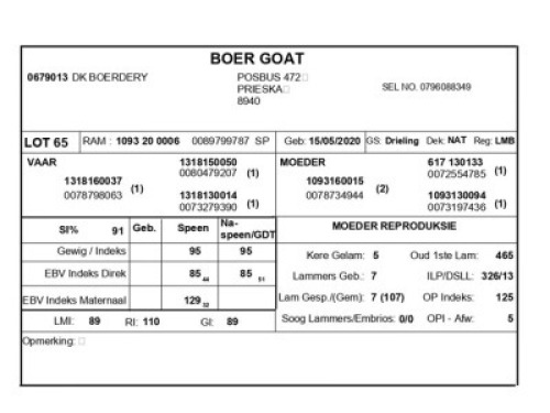 1 X BOERBOK RAM DK BOERDERY