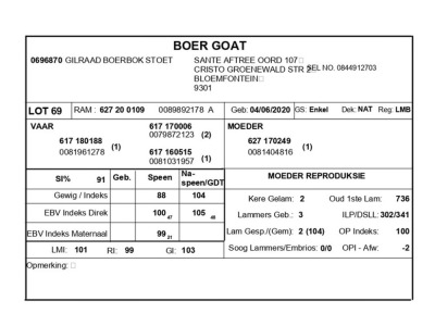 1 X BOERBOK RAM GILRAAD BOERBOK STOET