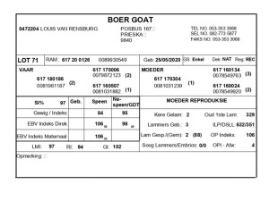 1 X BOERBOK RAM LOUIS VAN RENSBERG