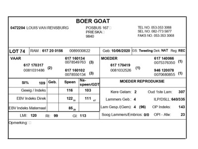 1 X BOERBOK RAM LOUIS VAN RENSBERG