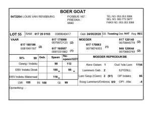 1 X BOERBOK RAM LOUIS VAN RENSBERG