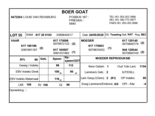 1 X BOERBOK RAM LOUIS VAN RENSBERG
