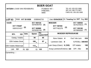 1 X BOERBOK RAM LOUIS VAN RENSBERG