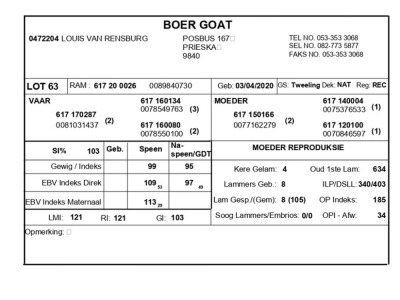 1 X BOERBOK RAM LOUIS VAN RENSBERG