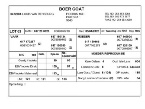 1 X BOERBOK RAM LOUIS VAN RENSBERG