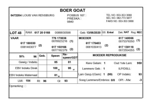 1 X BOERBOK RAM LOUIS VAN RENSBERG