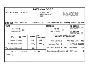 1 X SAVANNA BOK RAM SCHOLTZ & SEUNS