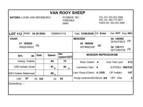 1 X VAN ROOY SKAAP RAM LOUIS VAN RENSBERG