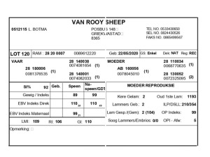 1 X VAN ROOY SKAAP RAM L. BOTMA