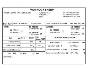 1 x VAN ROOY SKAAP RAM LOUIS VAN RENSBERG