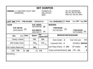 1 X WIT DORPER RAM J.J. VAN DER COLFF