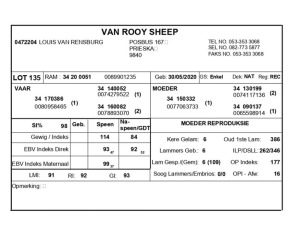 1 X VAN ROOY SKAAP RAM LOUIS VAN RENSBERG