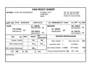 1 X VAN ROOY SKAAP RAM LOUIS VAN RENSBERG