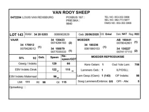 1 X VAN ROOY SKAAP RAM LOUIS VAN RENSBERG