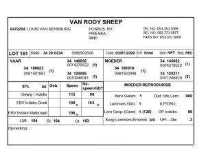 1 X VAN ROOY SKAAP RAM LOUIS VAN RENSBERG