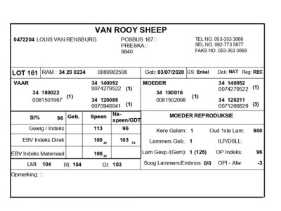 1 X VAN ROOY SKAAP RAM LOUIS VAN RENSBERG