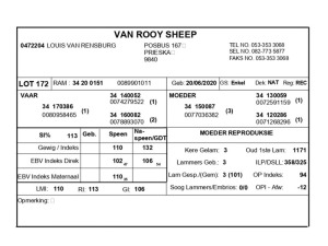 1 X VAN ROOY SKAAP RAM LOUIS VAN RENSBERG