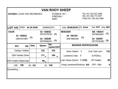 1 X VAN ROOY SKAAP RAM LOUIS VAN RENSBERG