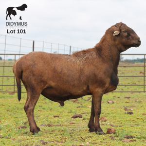 LOT 101 1X MEATMASTER DIDYMUS MEATMASTERS CHRISTOF GROBLER : 0837812076