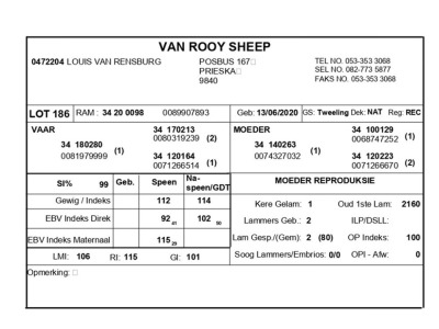 1 X VAN ROOY SKAAP RAM LOUIS VAN RENSBERG