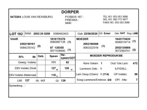 1 X DORPER RAM LOUIS VAN RENSBERG